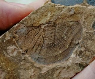 Rare Unknown Trilobite Fossil,  Cambrian Jingxi,  Guangxi,  China Ag77