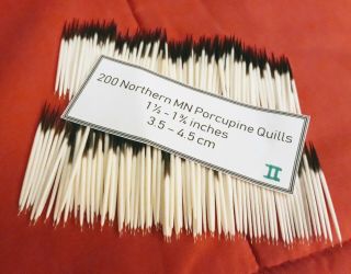 200,  Mn Porcupine Quills - 1 1/2 " To 1 3/4 " - Very