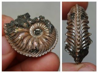 28mm Cardioceras Sp.  Pyrite Ammonite Fossils Callovian Fossilien Russia