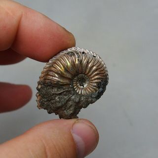 28mm Cardioceras sp.  Pyrite Ammonite Fossils Callovian Fossilien Russia 2
