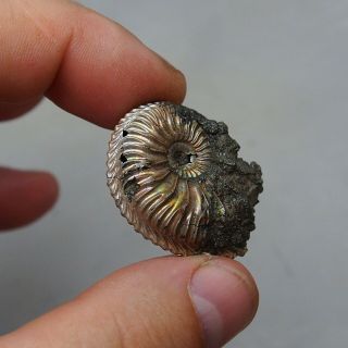 28mm Cardioceras sp.  Pyrite Ammonite Fossils Callovian Fossilien Russia 3