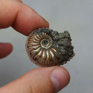28mm Cardioceras sp.  Pyrite Ammonite Fossils Callovian Fossilien Russia 4