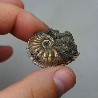 28mm Cardioceras sp.  Pyrite Ammonite Fossils Callovian Fossilien Russia 5