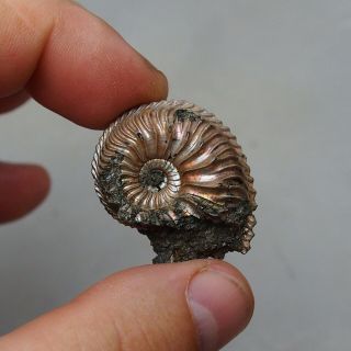 28mm Cardioceras sp.  Pyrite Ammonite Fossils Callovian Fossilien Russia 6