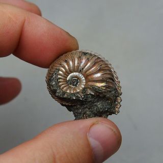 28mm Cardioceras sp.  Pyrite Ammonite Fossils Callovian Fossilien Russia 7