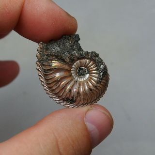 28mm Cardioceras sp.  Pyrite Ammonite Fossils Callovian Fossilien Russia 8