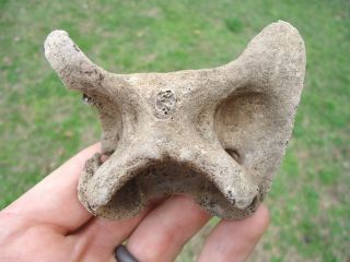 White Tailed Deer Atlas Vertebra Florida Fossils Fossil Back Bones Tooth Teeth @