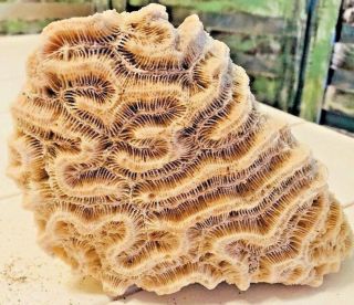 Natural Brain Maze Sea Coral Fossil,  Display,  Collect,  Beach Decor,  Coastal Life