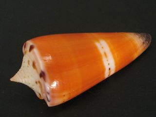 Rarely Seen.  Conus Generalis Krabiensis 37.  9mm Thailand Seashell