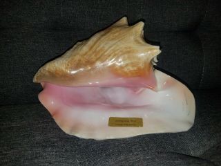 Large Pink Queen Conch Shell Blower From Hawaii Seashells Nautical Decor
