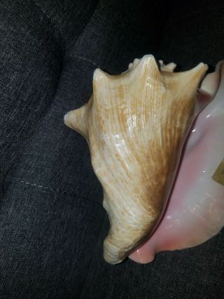 Large Pink Queen Conch Shell Blower from Hawaii seashells nautical decor 3