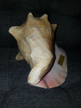Large Pink Queen Conch Shell Blower from Hawaii seashells nautical decor 4