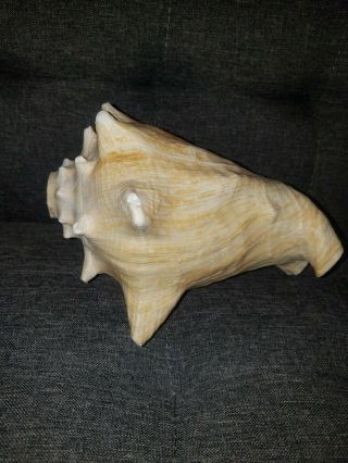 Large Pink Queen Conch Shell Blower from Hawaii seashells nautical decor 5