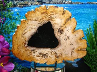 Petrified Wood Complete Round Slab Wbark Dazzling Onyx Copper Rust Mink 8 - 3/4 "