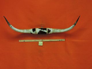 Mounted Steer Horns 4 Ft 7 In Mounted Bull Horns Cow Texas Longhorn 3248