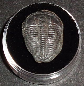 Double 507 Million Year Old Trilobite (Elrathia Kingii) Fossil in Display Case 2