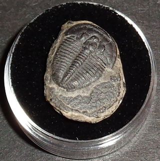 Double 507 Million Year Old Trilobite (Elrathia Kingii) Fossil in Display Case 3