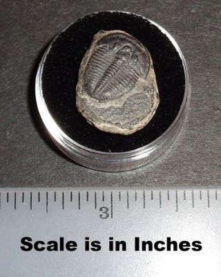 Double 507 Million Year Old Trilobite (Elrathia Kingii) Fossil in Display Case 5