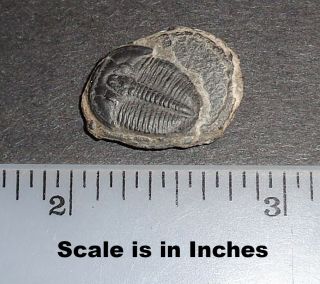 Double 507 Million Year Old Trilobite (Elrathia Kingii) Fossil in Display Case 7