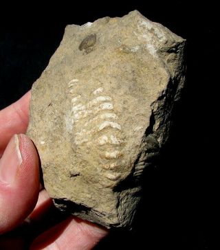 Extinctions - Large,  Unprepared Cheirurus Fossil Trilobite - Not Broken