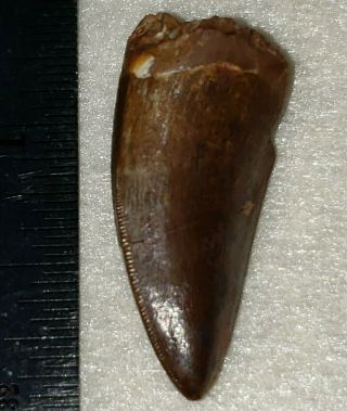 Triassic Phytosaur Tooth From Texas