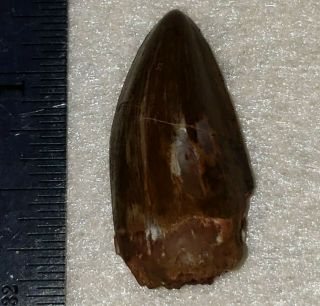 Triassic Phytosaur Tooth from Texas 4