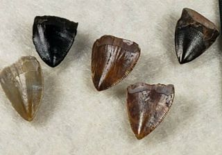 Triassic Phytosaur Tooth Set From Texas