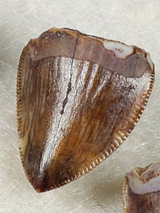 Triassic Phytosaur Tooth Set from Texas 2