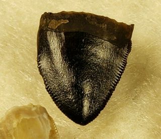 Triassic Phytosaur Tooth Set from Texas 3