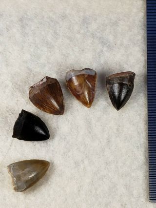 Triassic Phytosaur Tooth Set from Texas 4