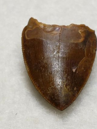 Triassic Phytosaur Tooth Set from Texas 7