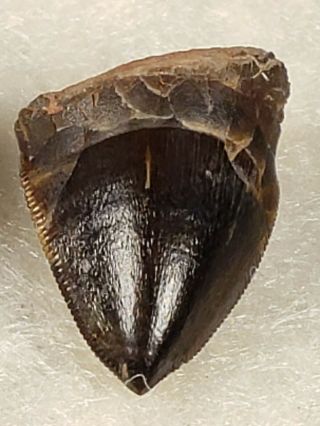 Triassic Phytosaur Tooth Set from Texas 8