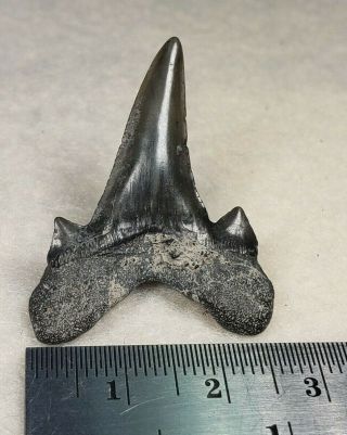 Pretty Cretodus Crassidens Shark Tooth From Texas