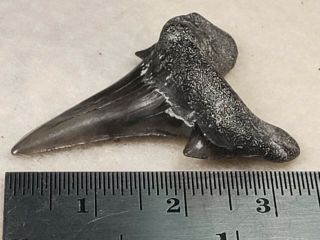Pretty Cretodus Crassidens Shark Tooth from Texas 2