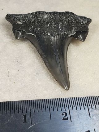 Pretty Cretodus Crassidens Shark Tooth from Texas 4