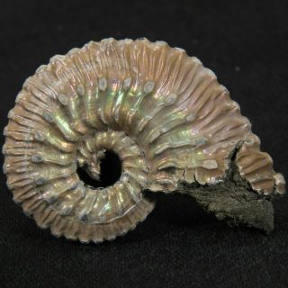 1.  3in (3.  4cm) Nacre Pyrite Ammonite Kosmoceras Jurassic Callovian Fossil Russia