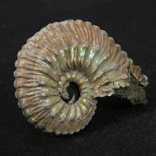 1.  3in (3.  4cm) nacre pyrite Ammonite Kosmoceras Jurassic Callovian fossil Russia 2