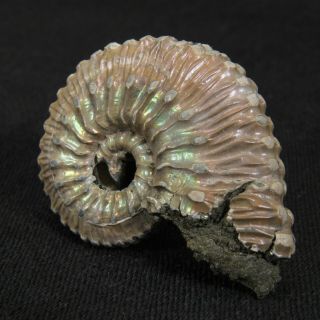 1.  3in (3.  4cm) nacre pyrite Ammonite Kosmoceras Jurassic Callovian fossil Russia 3