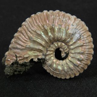 1.  3in (3.  4cm) nacre pyrite Ammonite Kosmoceras Jurassic Callovian fossil Russia 4