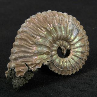 1.  3in (3.  4cm) nacre pyrite Ammonite Kosmoceras Jurassic Callovian fossil Russia 5