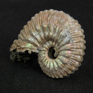1.  3in (3.  4cm) nacre pyrite Ammonite Kosmoceras Jurassic Callovian fossil Russia 6