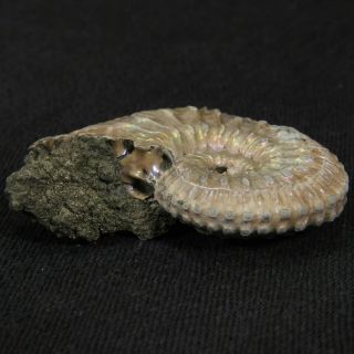 1.  3in (3.  4cm) nacre pyrite Ammonite Kosmoceras Jurassic Callovian fossil Russia 7