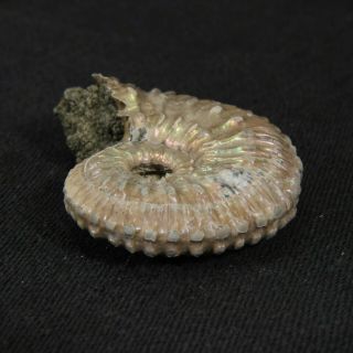 1.  3in (3.  4cm) nacre pyrite Ammonite Kosmoceras Jurassic Callovian fossil Russia 8