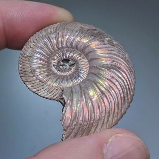 4,  5 cm (1,  8 in) Ammonite shell Quenstedtoceras jurassic pyrite Russia fossil 4