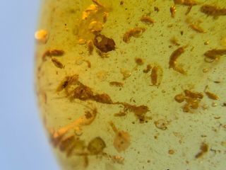 Many podura snowflea nest Burmite Myanmar Burma Amber insect fossil dinosaur age 6