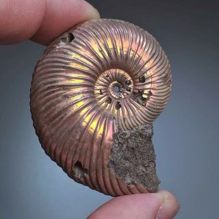 5,  5 cm (2,  2 in) Ammonite shell Quenstedtoceras jurassic pyrite Russia fossil 2