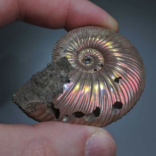 5,  5 cm (2,  2 in) Ammonite shell Quenstedtoceras jurassic pyrite Russia fossil 3