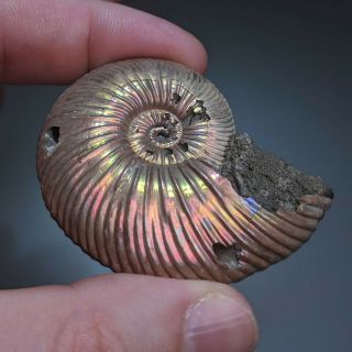 5,  5 cm (2,  2 in) Ammonite shell Quenstedtoceras jurassic pyrite Russia fossil 4