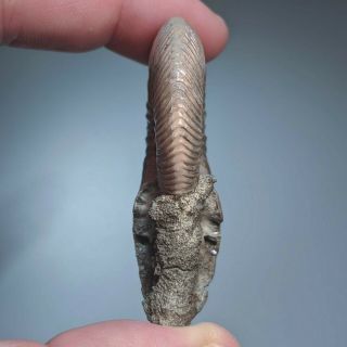 5,  5 cm (2,  2 in) Ammonite shell Quenstedtoceras jurassic pyrite Russia fossil 5