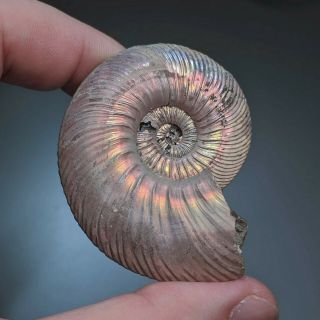 5,  8 Cm (2,  3 In) Ammonite Shell Quenstedtoceras Jurassic Pyrite Russia Fossil